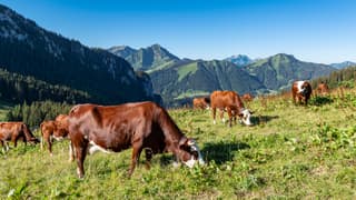 Un troupeau de vaches en Haute-Savoie en juillet 2020 (photo d'illustration).