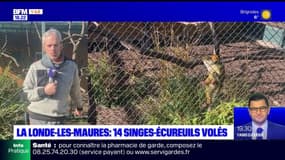 Vol de 14 singes à La Londe-les-Maures: le reste du groupe de primates en "panique"