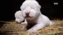 EN VIDEO - Deux lionceaux blancs ont vu le jour dans un zoo de Crimée