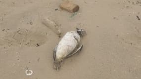 Un des nombreux oiseaux morts retrouvés sur les plages du littoral atlantique français
