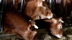 Deux foyers de fièvre catarrhale ovine ont été confirmés près de Thionville, le 14 août 2024 (photo d'illustration).