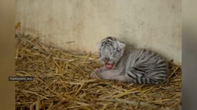 Âgé de deux mois, le bébé tigre blanc est mort d'une "fausse déglutition" dimanche dernier. 