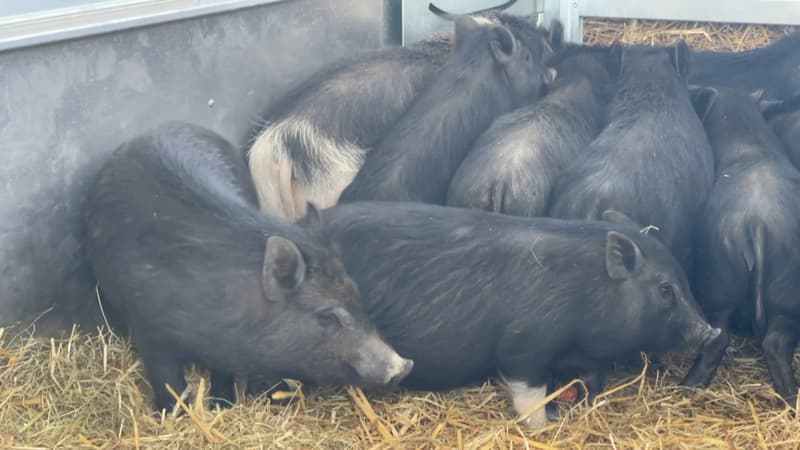 Marignane: 62 cochons sauvages pris en charge et mis en pension par la fondation Brigitte Bardot