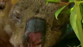 Lewis, le petit koala qui avait été sauvé des flammes par une Australienne, est mort 