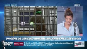 La chronique de Nina Godart : Un gène de cerveau humain implanté chez des singes - 01/05
