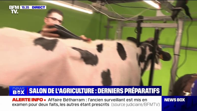 Ces agriculteurs tondent leurs vaches, avant le début du salon de l'agriculture