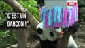 "C'est un garçon!": à Singapour, les pandas font "une reveal gender party"