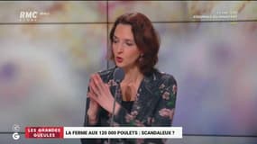 Le projet d'une ferme de 120.000 poulets divise: "Quand on est sept milliards sur Terre, on ne mange pas de viande tous les jours!"