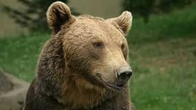 L'ours brun devrait être davantage protégé des chasseurs français