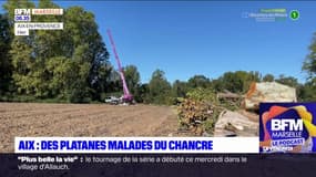 Aix-en-Provence: une campagne d'élagage pour empêcher la propagation du chancre 