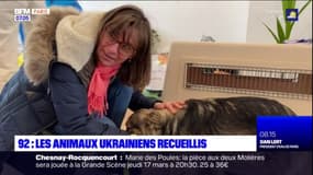 Hauts-de-Seine: des animaux de compagnie venus d'Ukraine trouvent une famille d'accueil en France