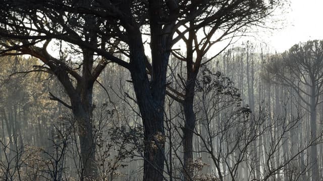 Un pompier lors d'un incendie à Bagnols-en-Foret, dans le Var, en juillet 2015 (image d'illustration)