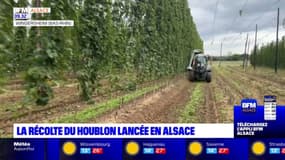 Alsace: la récolte du houblon a commencé, les producteurs sont plutôt pessimistes