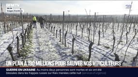 Aléas climatiques: un plan à 130 millions d'euros annoncé pour venir en aide aux viticulteurs