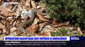 Alpes-Maritimes: couper des arbres pour sauver les vipères d'Orsini