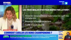 BFM Lyon et vous: comment reconnaître et cueillir les bons champignons?