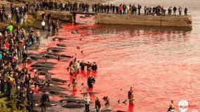 Les cinq militants de Sea Shepherd n'ont pu empêcher les Féringiens de tuer 283 dauphins, jeudi sur la plage de Thorshavn.