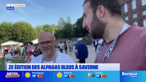 L'été chez nous: 2e édition des alpagas bleus à Saverne