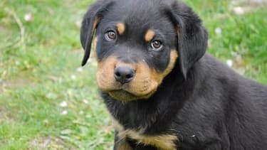 Un chiot (PHOTO D'ILLUSTRATION)