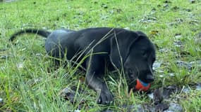 Volt, un chien labrador adopté par un collège de Charente-Maritime, le 8 octobre 2024