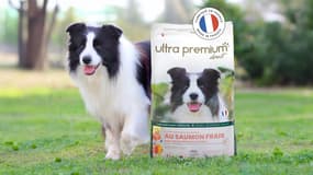 Découvrez les avantages d’Ultra Premium Direct et économisez jusqu'à 40% sur la nourriture de vos animaux