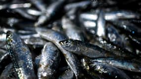 Une personne est morte parmi une douzaine atteintes de botulisme, maladie neurologique grave et rare, après avoir mangé des sardines en conserve artisanales dans un même restaurant à Bordeaux