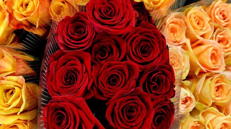 Pour le consommateur, la rose à l'unité pourrait cette année coûter 1,50 plus cher que la normale.
