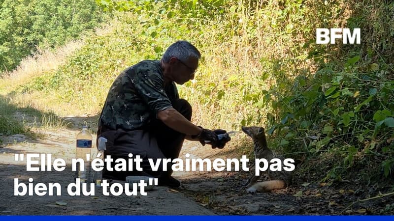 Ce photographe sauve une renarde déshydratée par la canicule