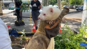 Un furet utilisé pour la dératisation dans les résidences de Grand Lyon habitat, en juillet 2023.