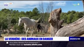 La Verdière: l'association Tanka lance un appel aux dons pour acheter un terrain pour ses animaux