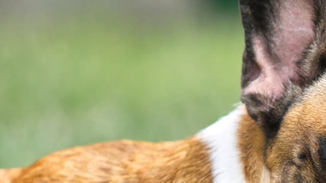 Le bouledogue français d'un étudiant vivant à Caen est mort à bord d'un avion de la Royal Air Maroc. (Photo d'illustration)