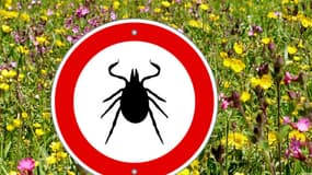 La maladie de Lyme peut provoquer de graves troubles neurologiques dans sa forme chronique.