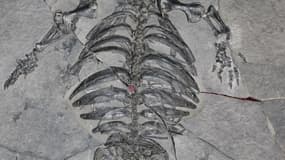 La largeur des côtes du fossile pourrait être la trace de l'apparition d'une carapace
