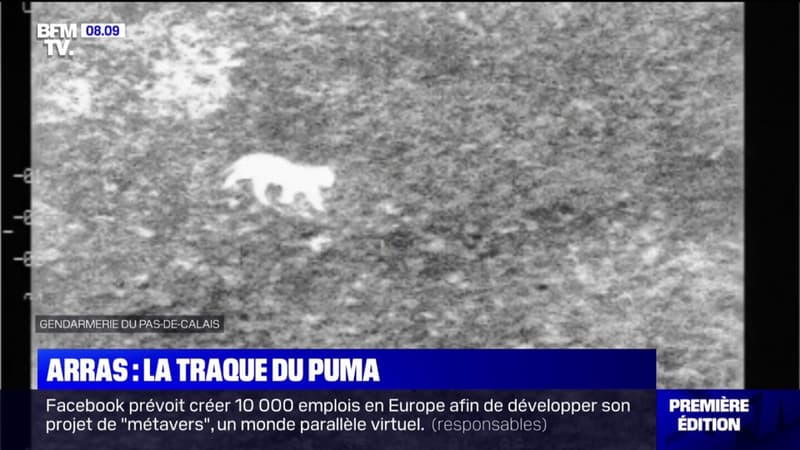 Grand félin échappé près d'Arras: la préfecture autorise l'abattage de l'animal