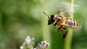 L'interdiction, dans l'UE, de l'usage de trois pesticides mortels pour les abeilles pendant trois ans constitue une première victoire pour la protection de l'espèce.