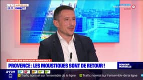 Provence: une nouvelle solution pour lutter contre les moustiques