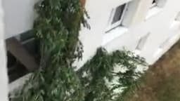 A Créteil, un arbre tombe sur un immeuble - Témoins BFMTV