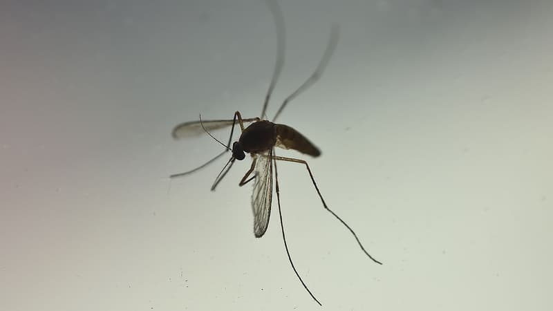 Le virus Zika a touché environ 1,5 million de personnes au Brésil.