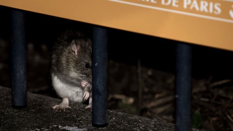 Des habitants du XIV ème arrondissement de Paris ont proposé des chats pour lutter contre l'invasion de rats 