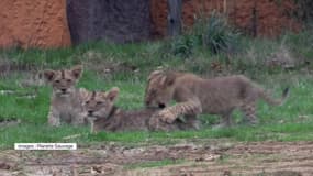 Ces quatre lionceaux ont fait leurs premiers pas dans le parc Planète sauvage