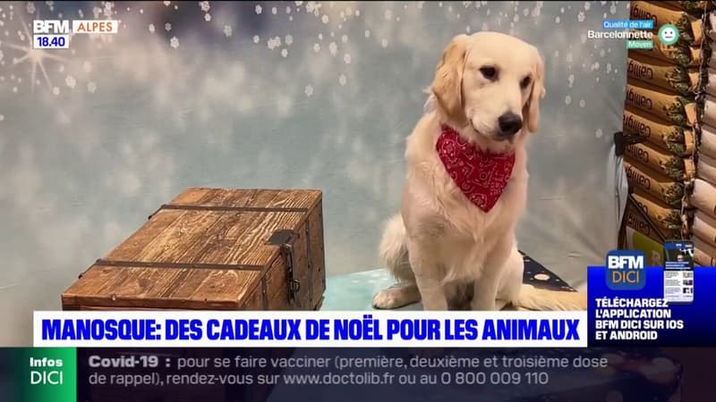 Manosque : des cadeaux de noël pour les animaux