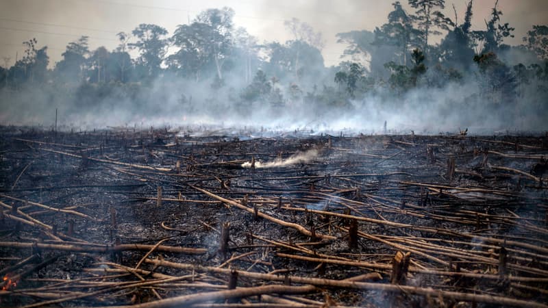 Des incendies dans la région de Tambopata. 