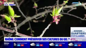 Rhône : l'inquiétude des arboriculteurs face au gel