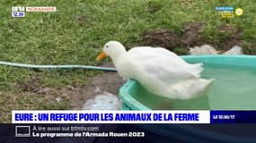 Eure: un refuge pour des animaux de la ferme maltraités ou handicapés