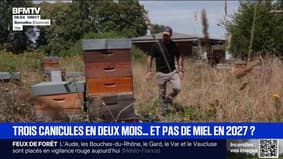 La récolte de miel menacée par les canicules?