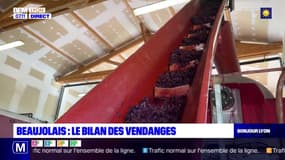Beaujolais: un millésime de qualité attendu cette année