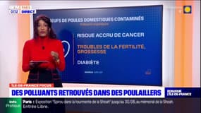 Île-de-France: l'ARS recommande de ne plus manger les œufs des poulaillers domestiques