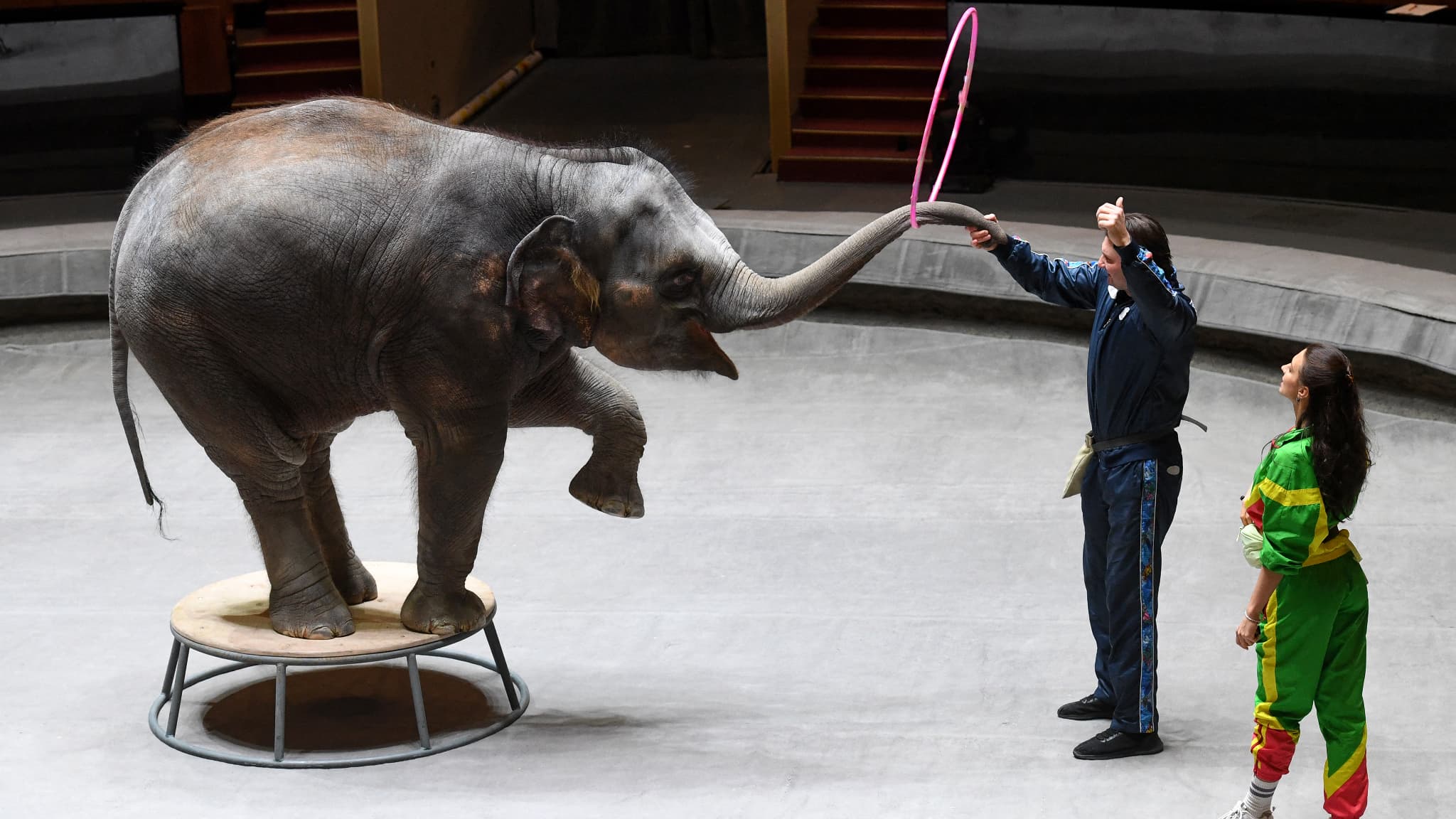 Russie Une Enquete Ouverte Apres Une Dispute D Elephants En Plein Cirque