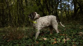 Un chien chasseur de truffes en Bourgogne, le 18 octobre 2023 (image d'illustration)