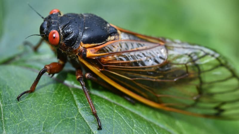 Une cigale aux yeux rouges à Chevy Chase, dans le Maryland, le 17 mai 2021. (Photo d'archive)